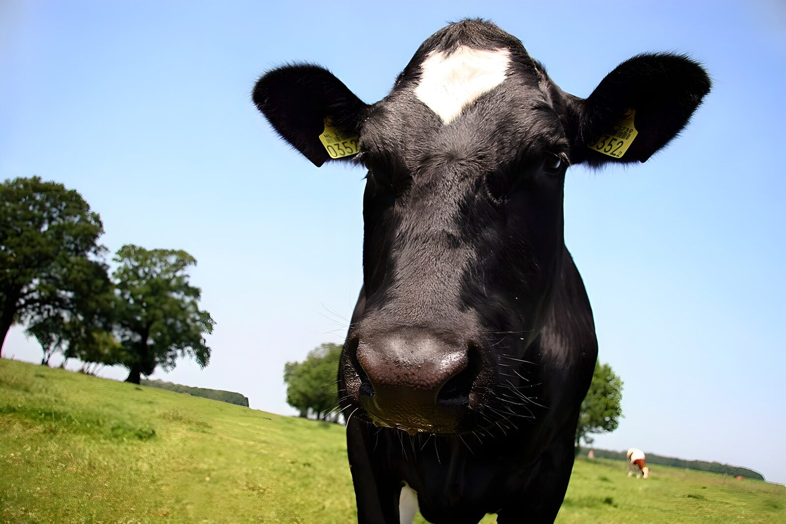OCUK93129: Curious Cow in a Sunny Meadow