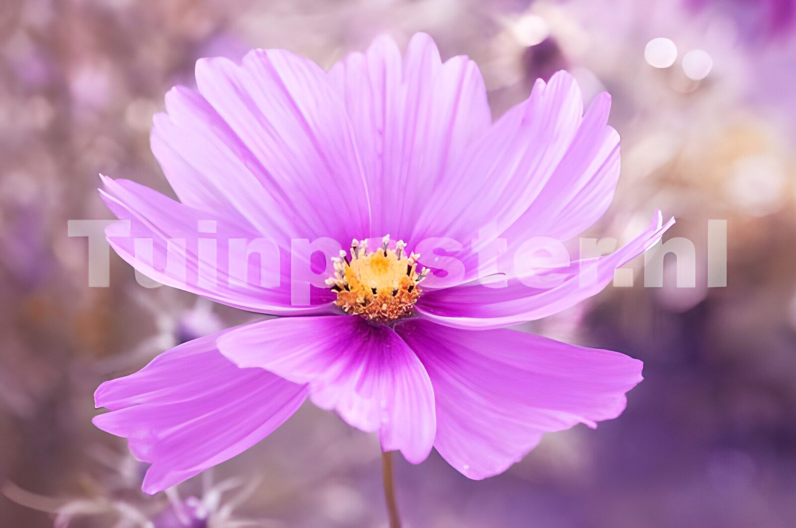OCUK28587: Flower photo 98