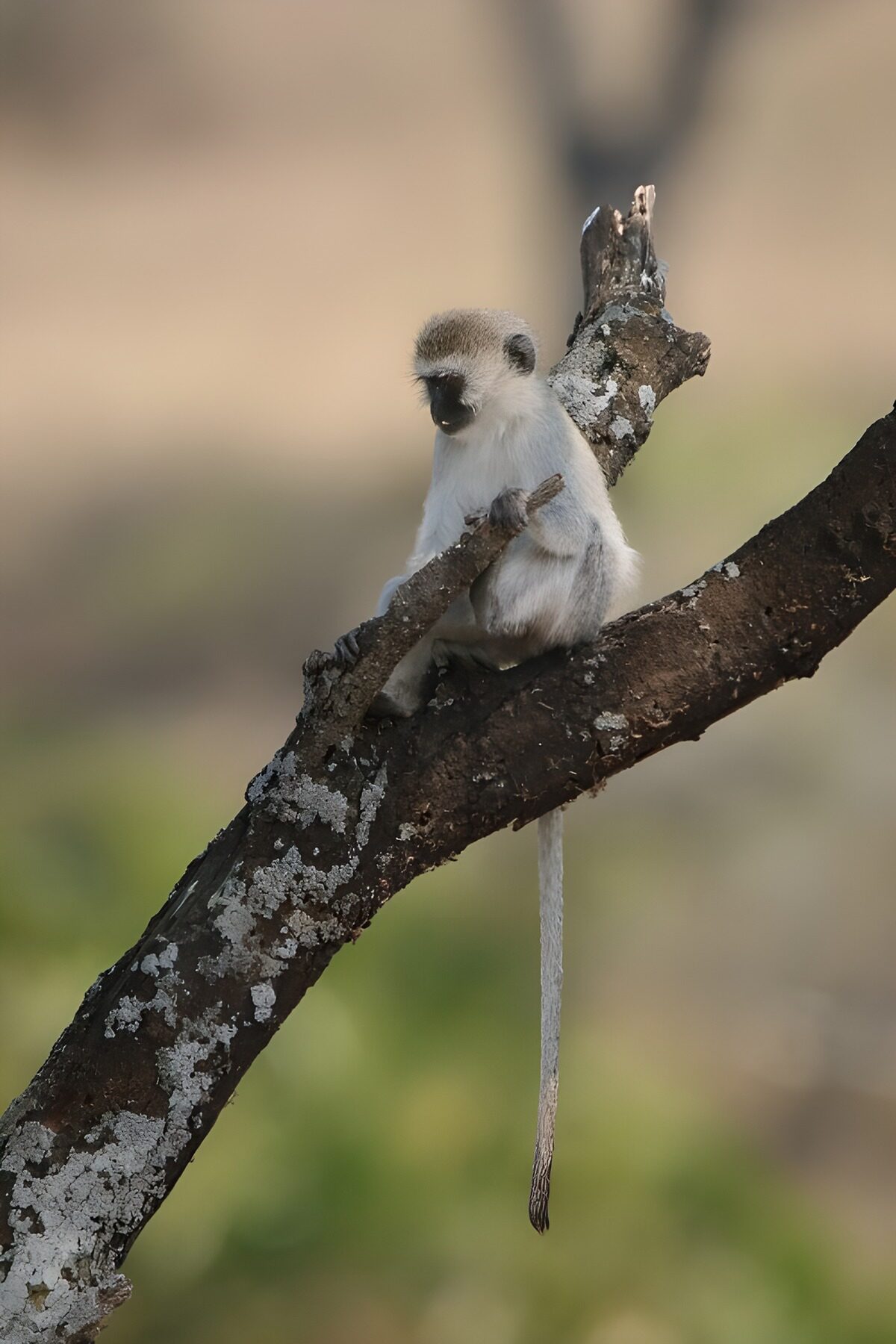 OCUK63426: Young Monkey on a Branch
