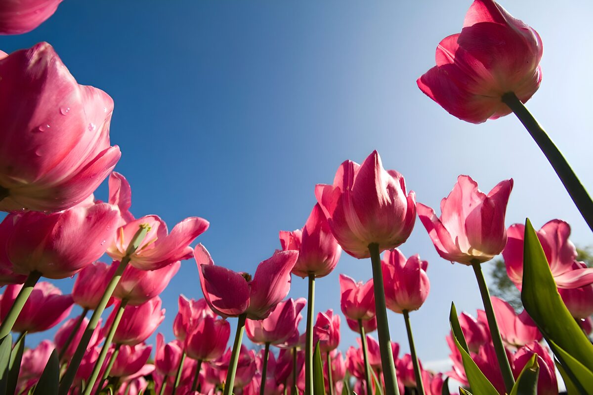 Flowers photo 15