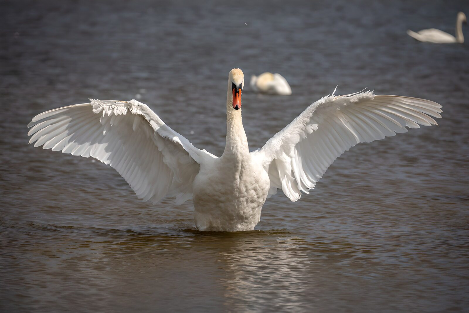 OCUK83339: Majestic Swan Spreading Its Wings