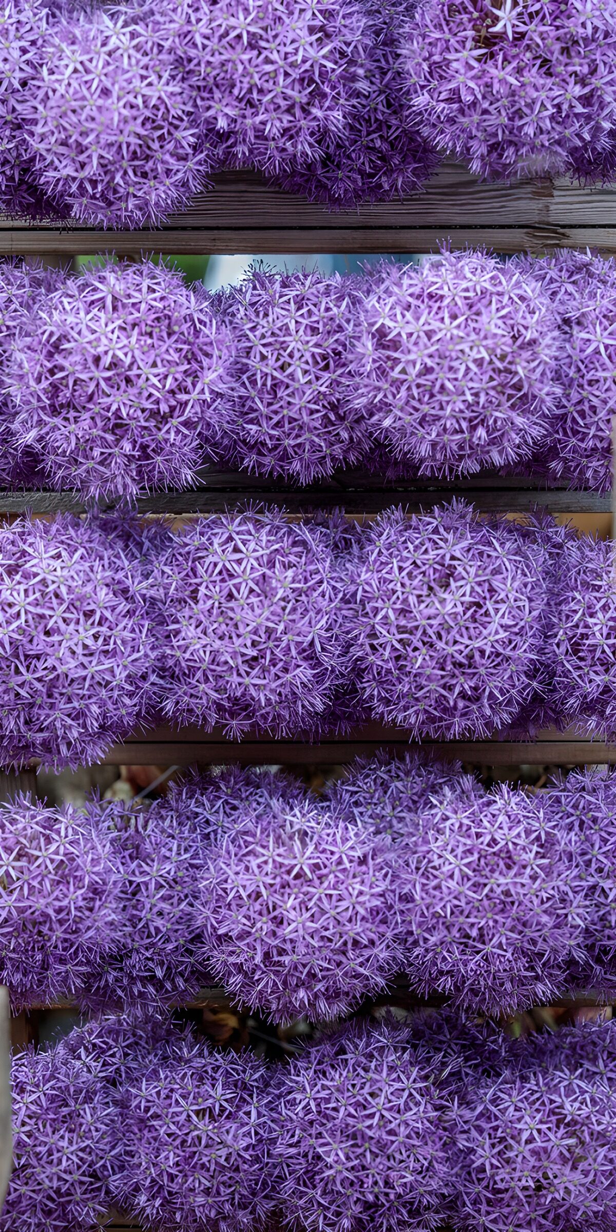 OCUK67939: Purple Floral Sphere Arrangement