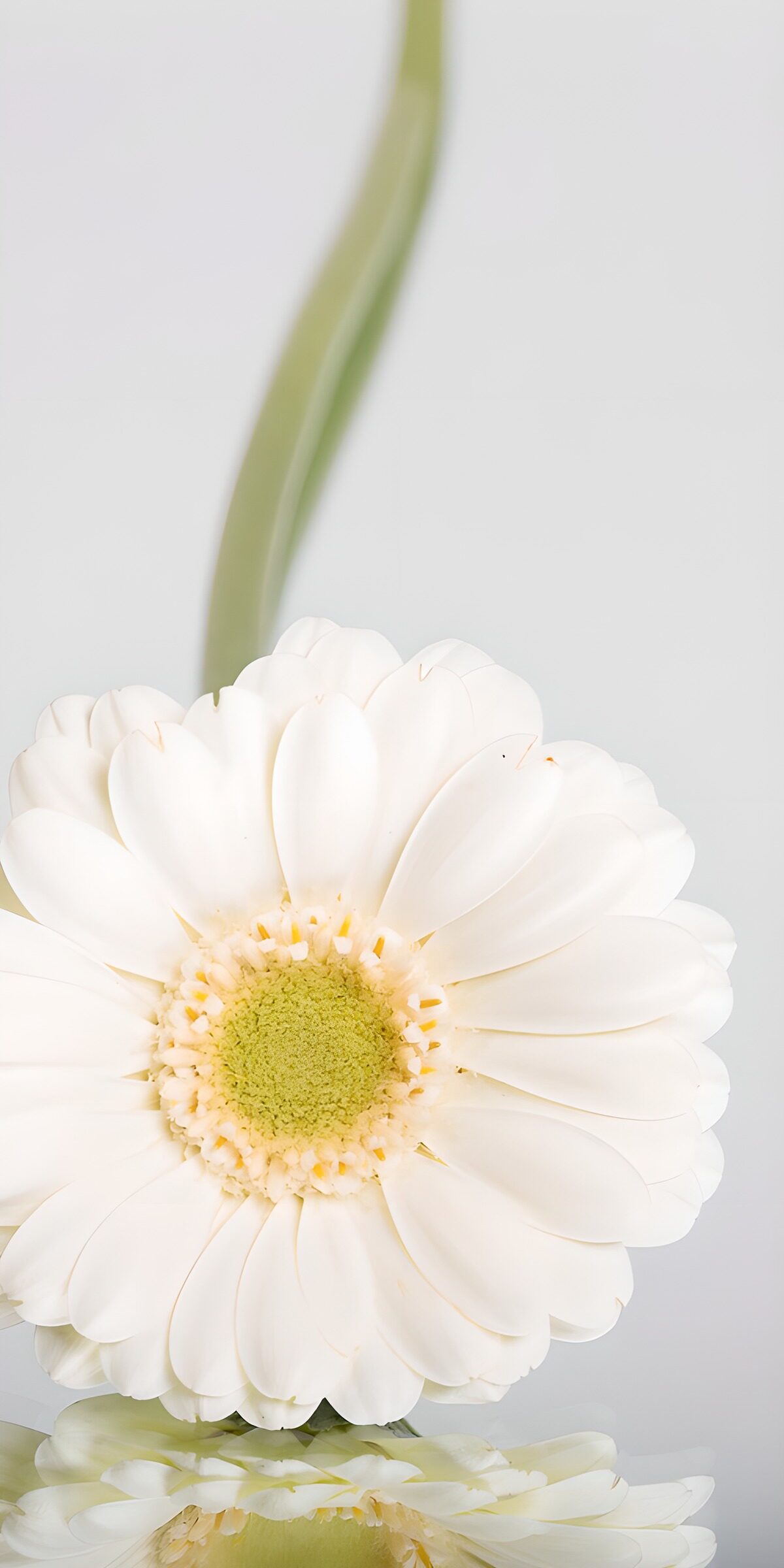OCUK79287: Elegant White Flower Reflection