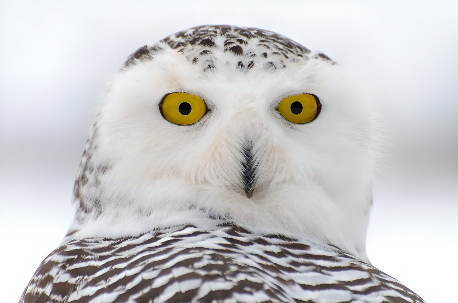 OCUK61850: Majestic Snowy Owl Close-Up