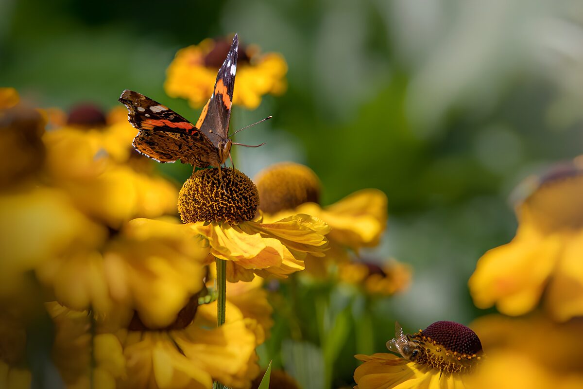 Butterfly on Vibrant Yellow Flowers