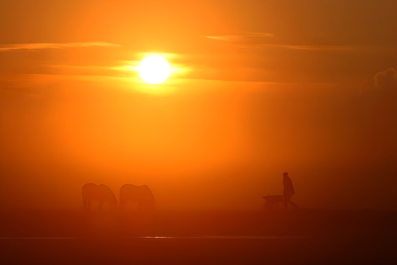 OCUK63019: Serene Sunset with Horses and Walker