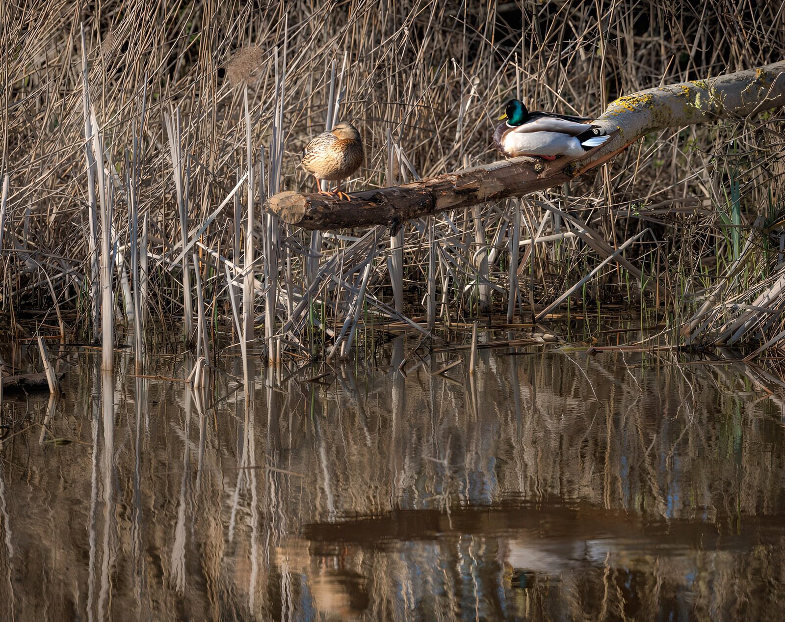 OCUK42048: Serene Reflections of Mallards