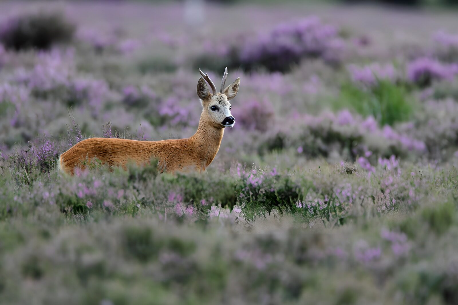 OCUK28033: Roe Deer in Blooming Heather Field