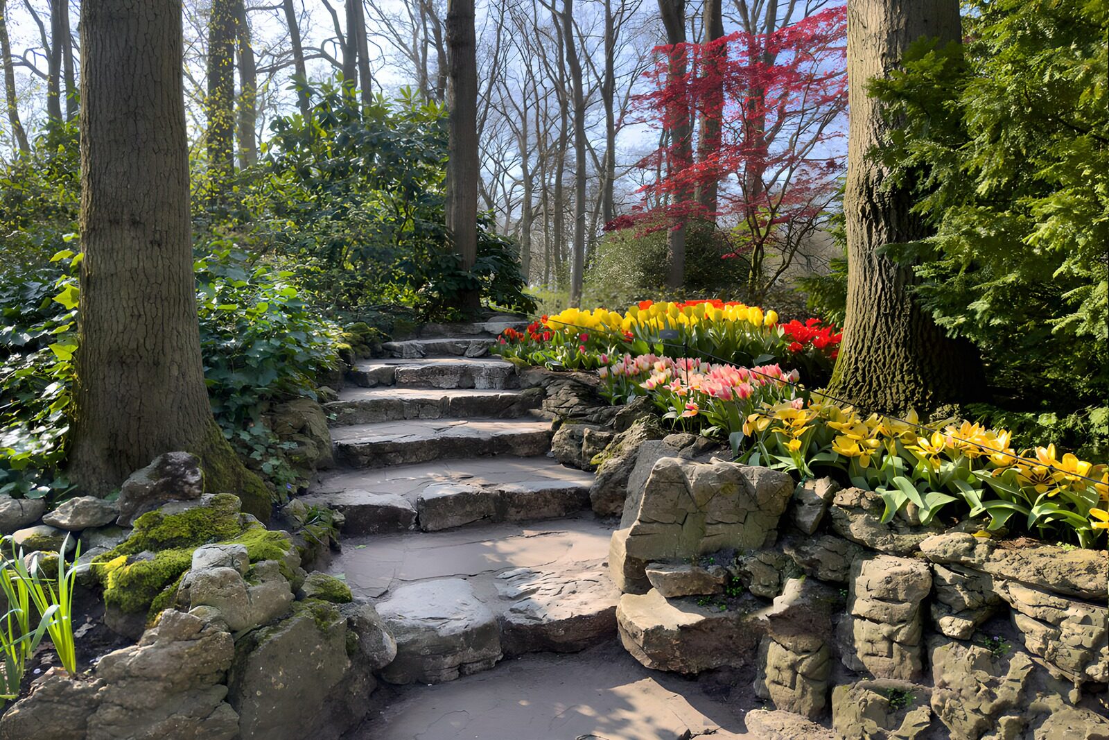 OCUK52967: Garden in keukenhof Netherlands with path up surrounded by flowers and plants