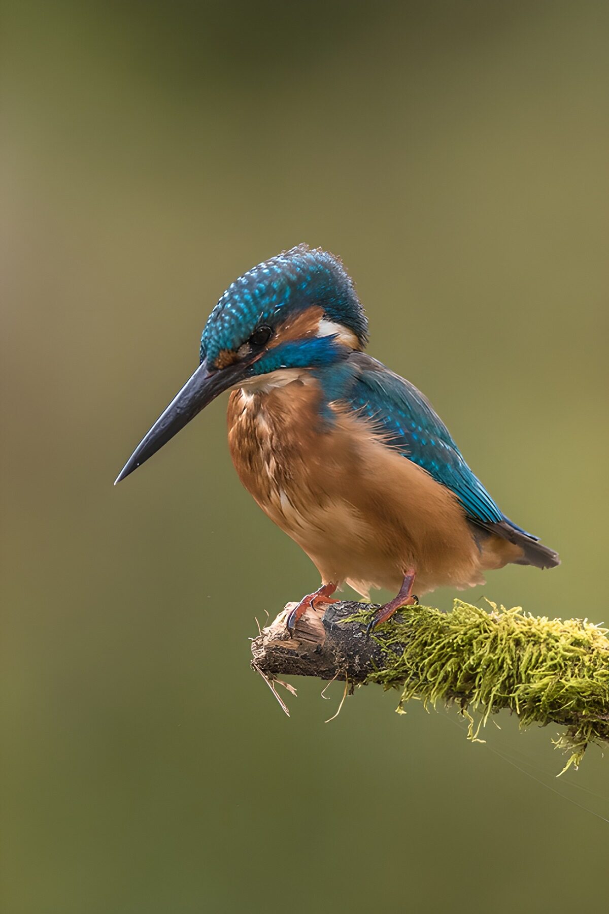 OCUK86515: Elegant Kingfisher in Natural Habitat