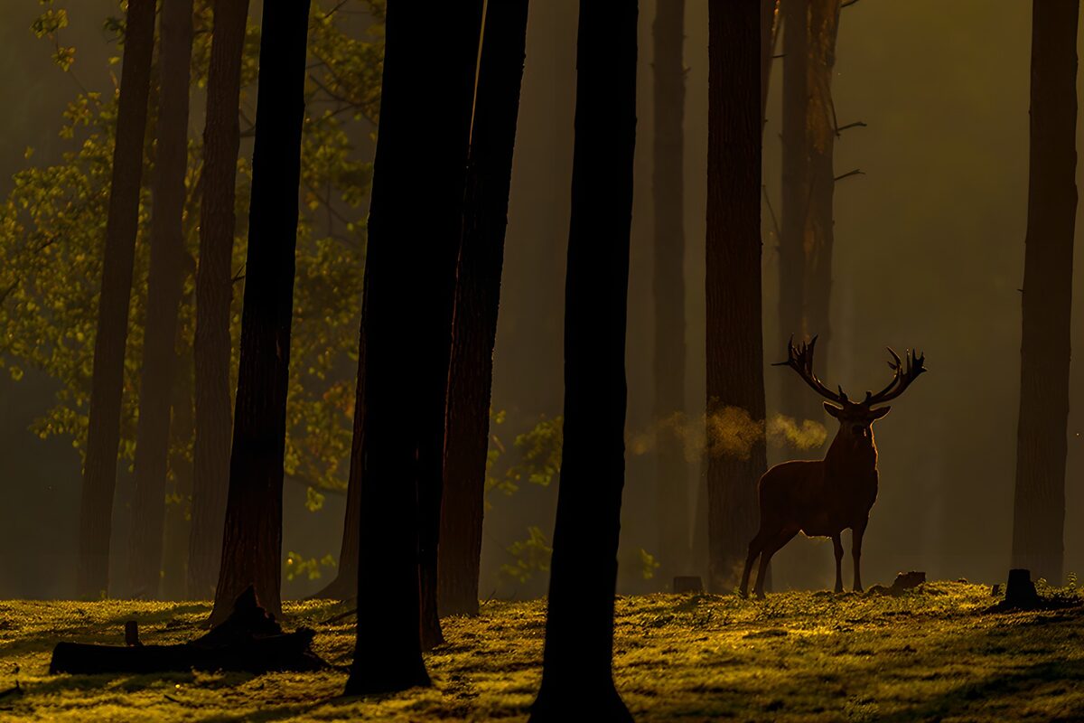 OCUK12835: Majestic Stag in the Golden Light