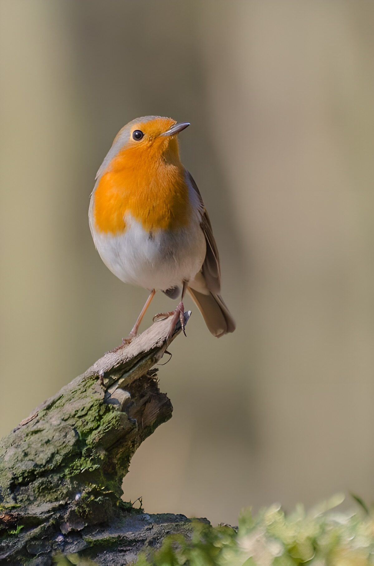 Charming European Robin Perched