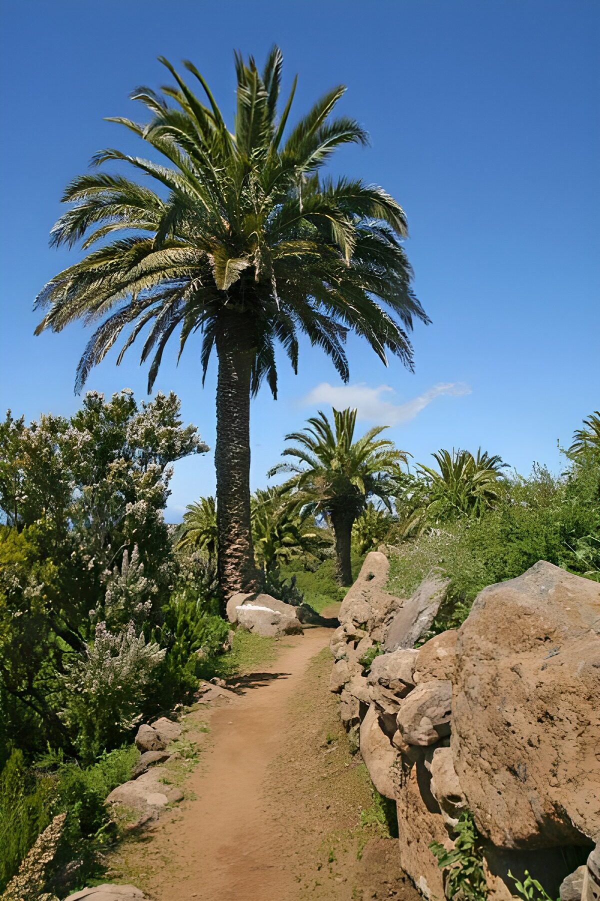 OCUK67533: La Gomera 40
