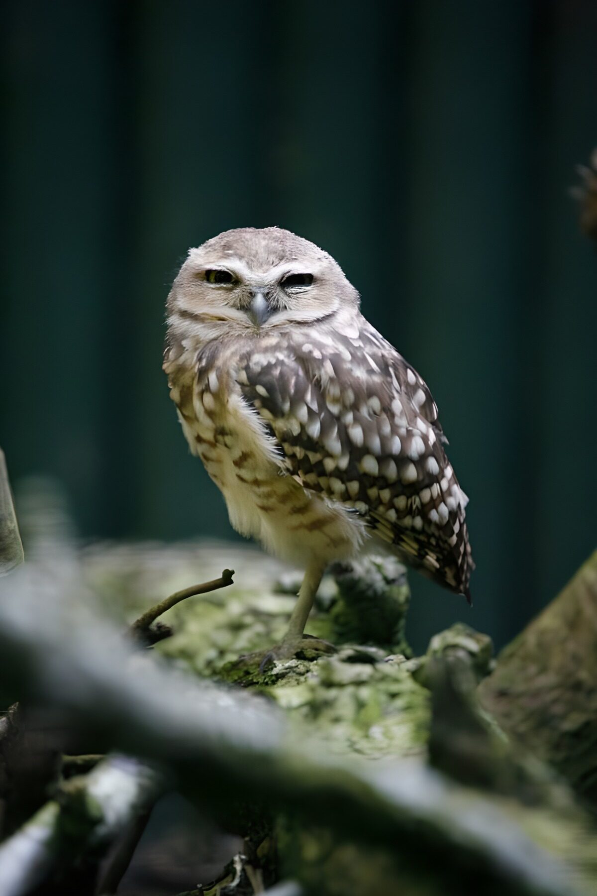 Wise Guardian of the Night