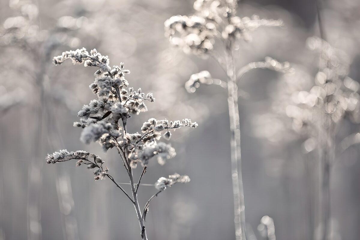 Frozen grass