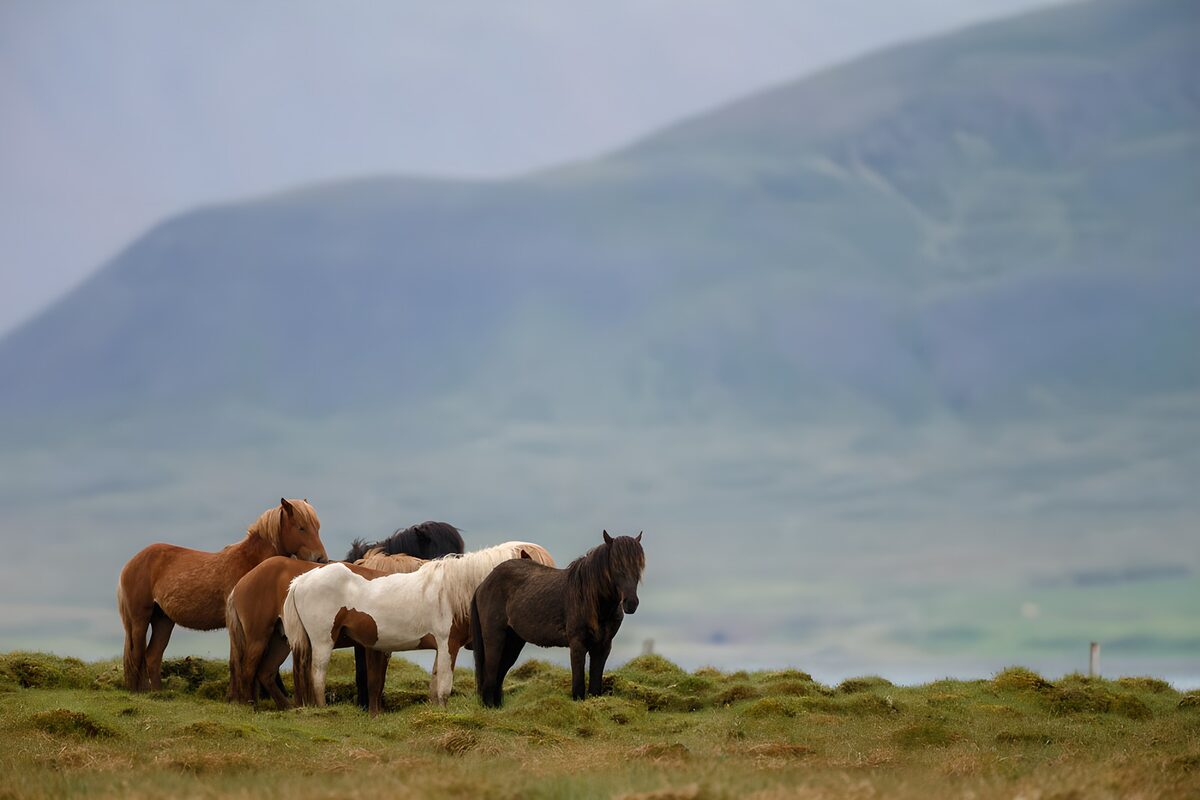 OCUK89616: Majestic Icelandic Horses in Nature