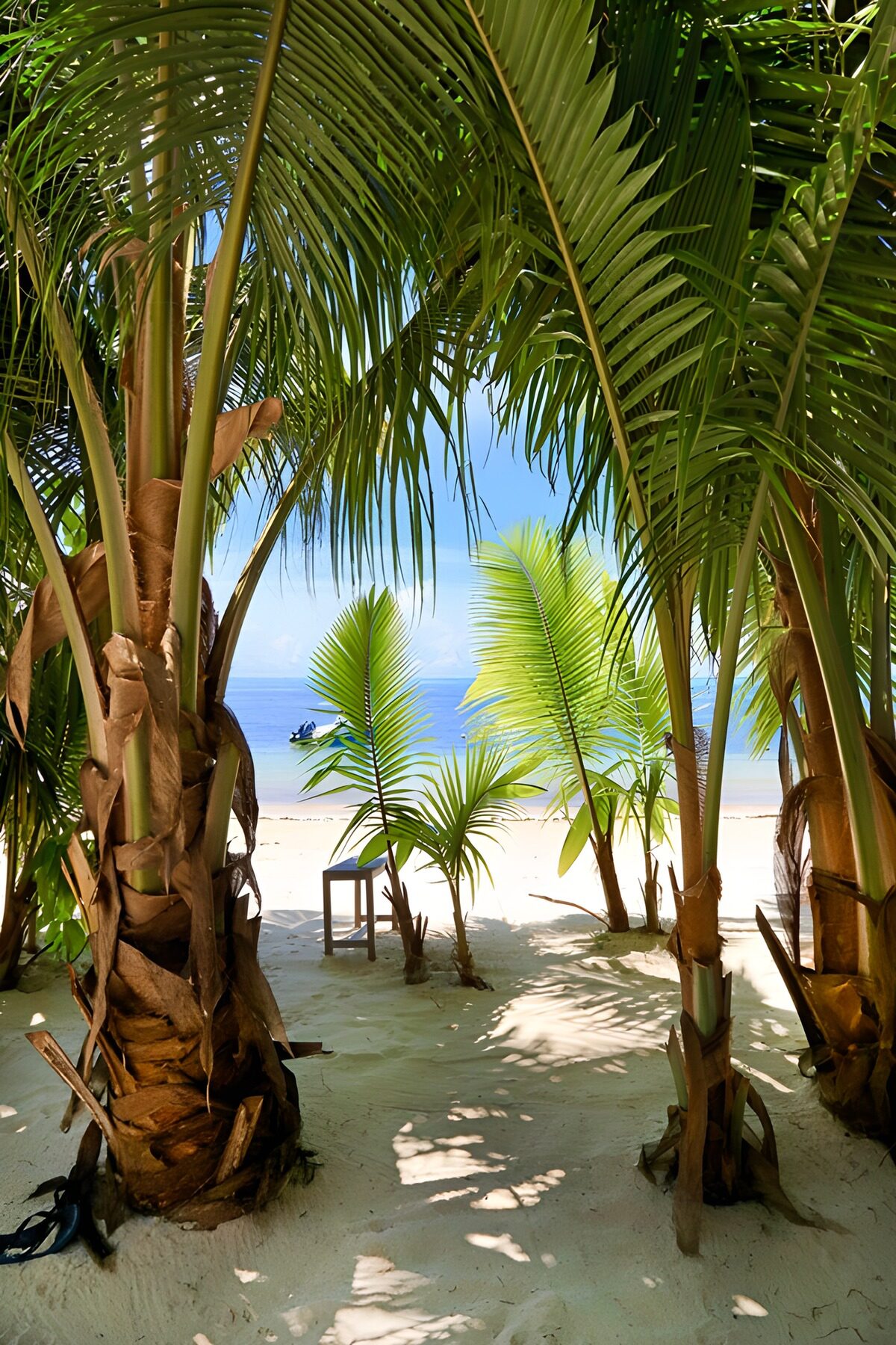OCUK49919: Tropical Paradise Through Palm Trees