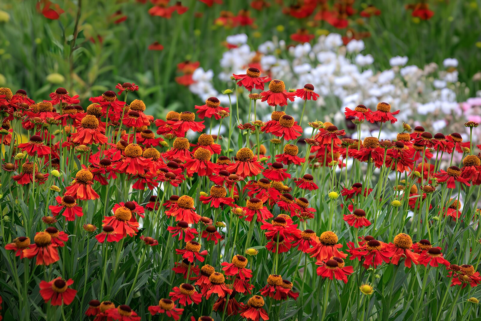 OCUK44861: Vibrant Scarlet Garden Blooms