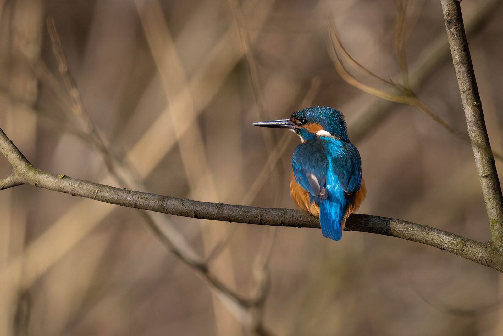 OCUK63909: Vibrant Kingfisher on a Branch