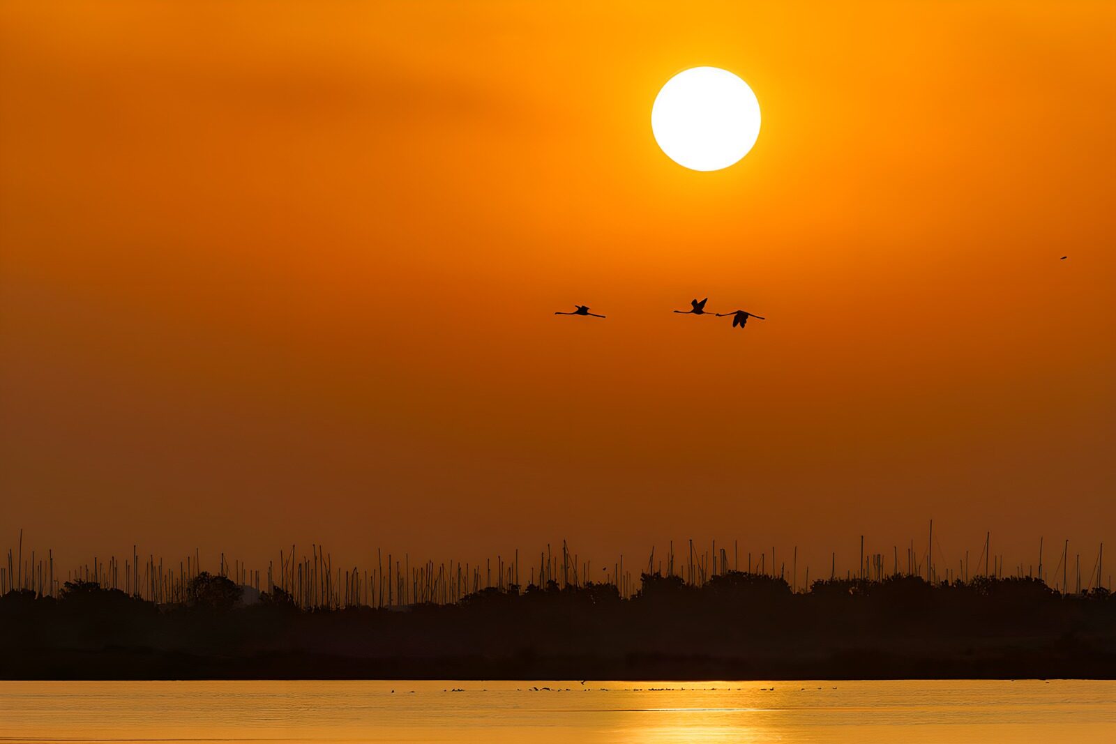 OCUK28146: Graceful Flight at Sunset