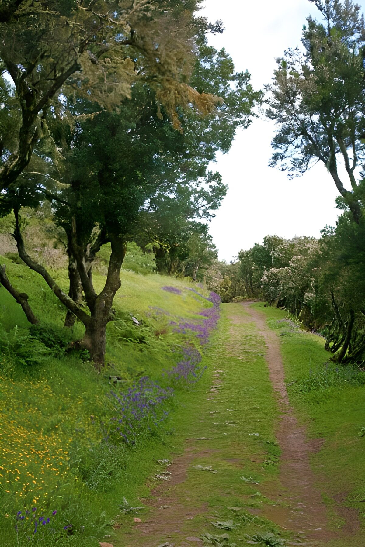 OCUK46490: La Gomera 3