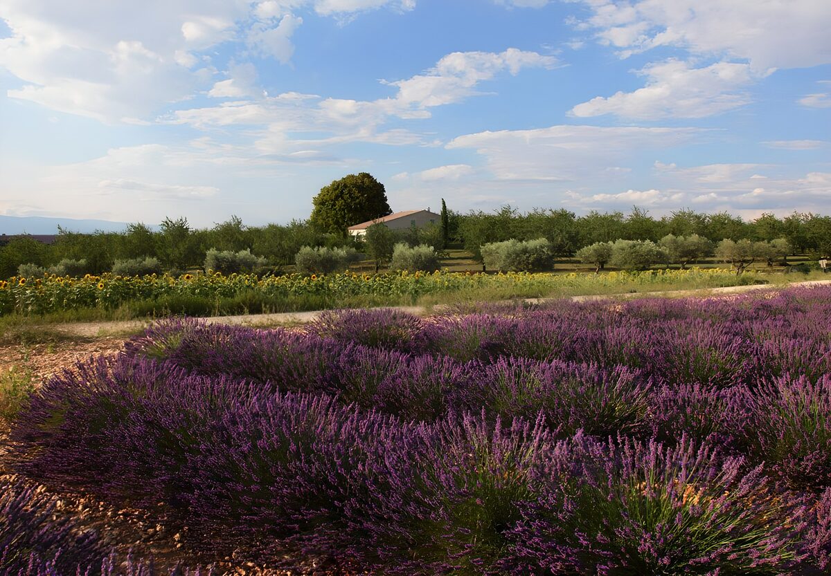 OCUK91398: Lavender Fields Under Blue Skies