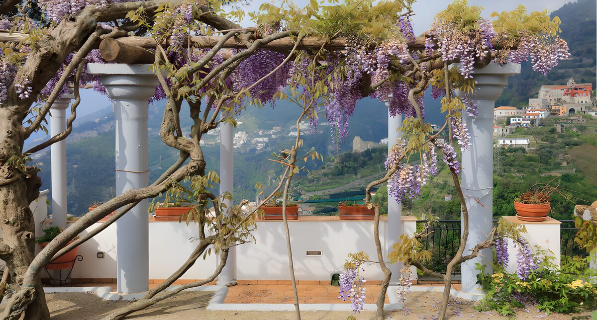 OCUK71126: Serene Wisteria-Covered Terrace