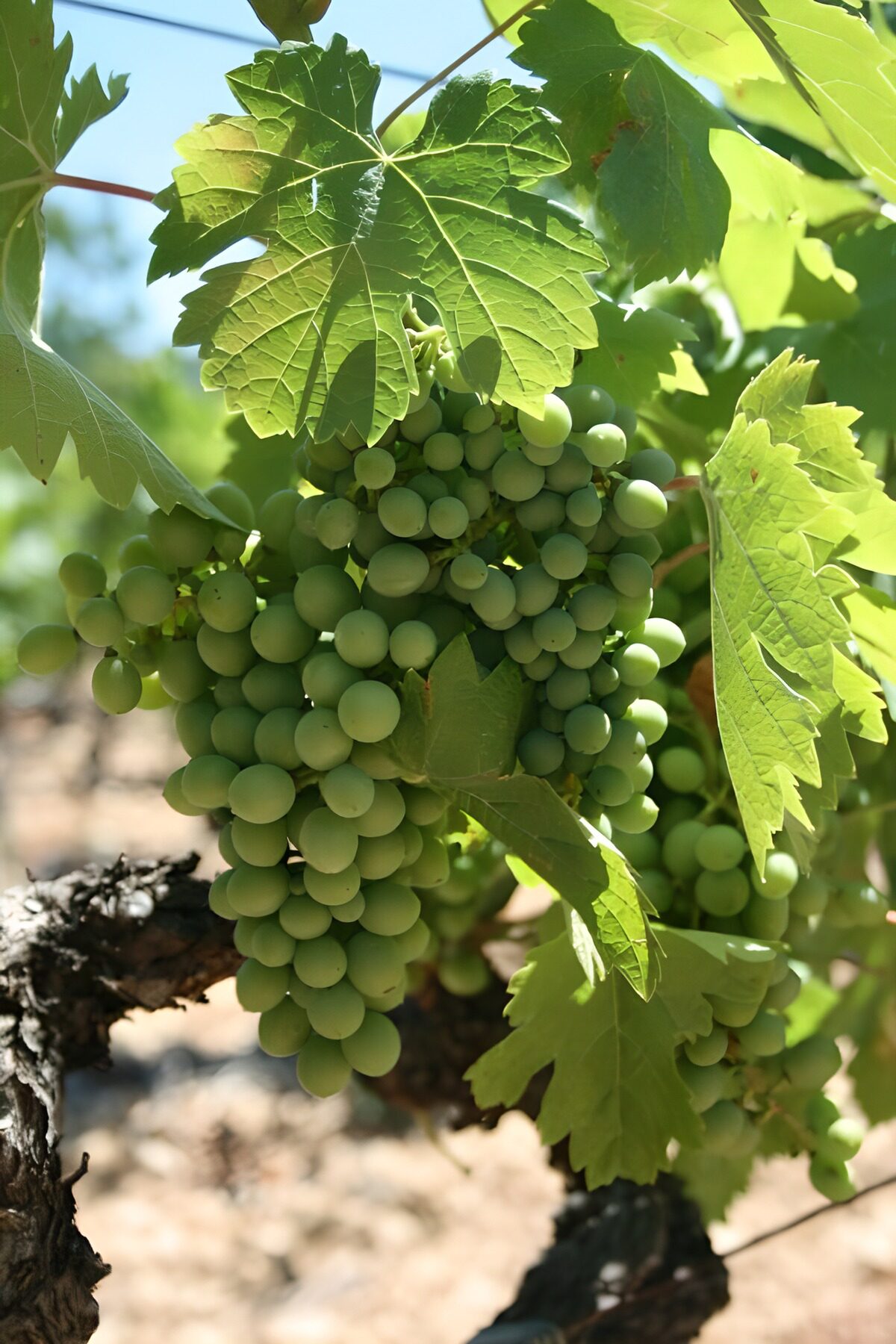 OCUK62238: Lush Bunch of Green Grapes