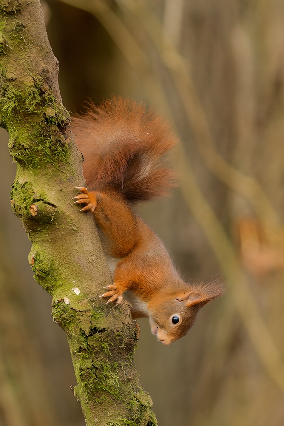 Curious Squirrel on a Tree Branch