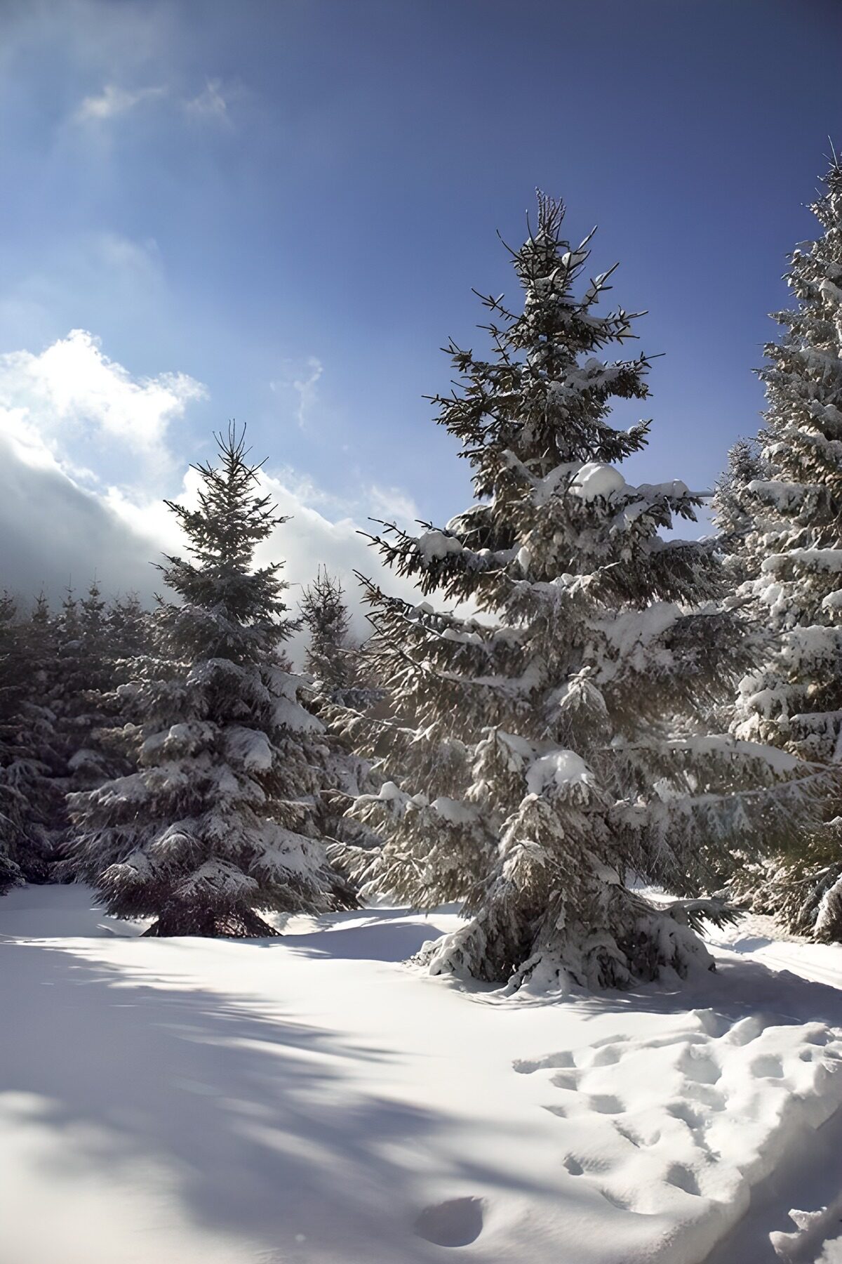 Enchanted Winter Wonderland