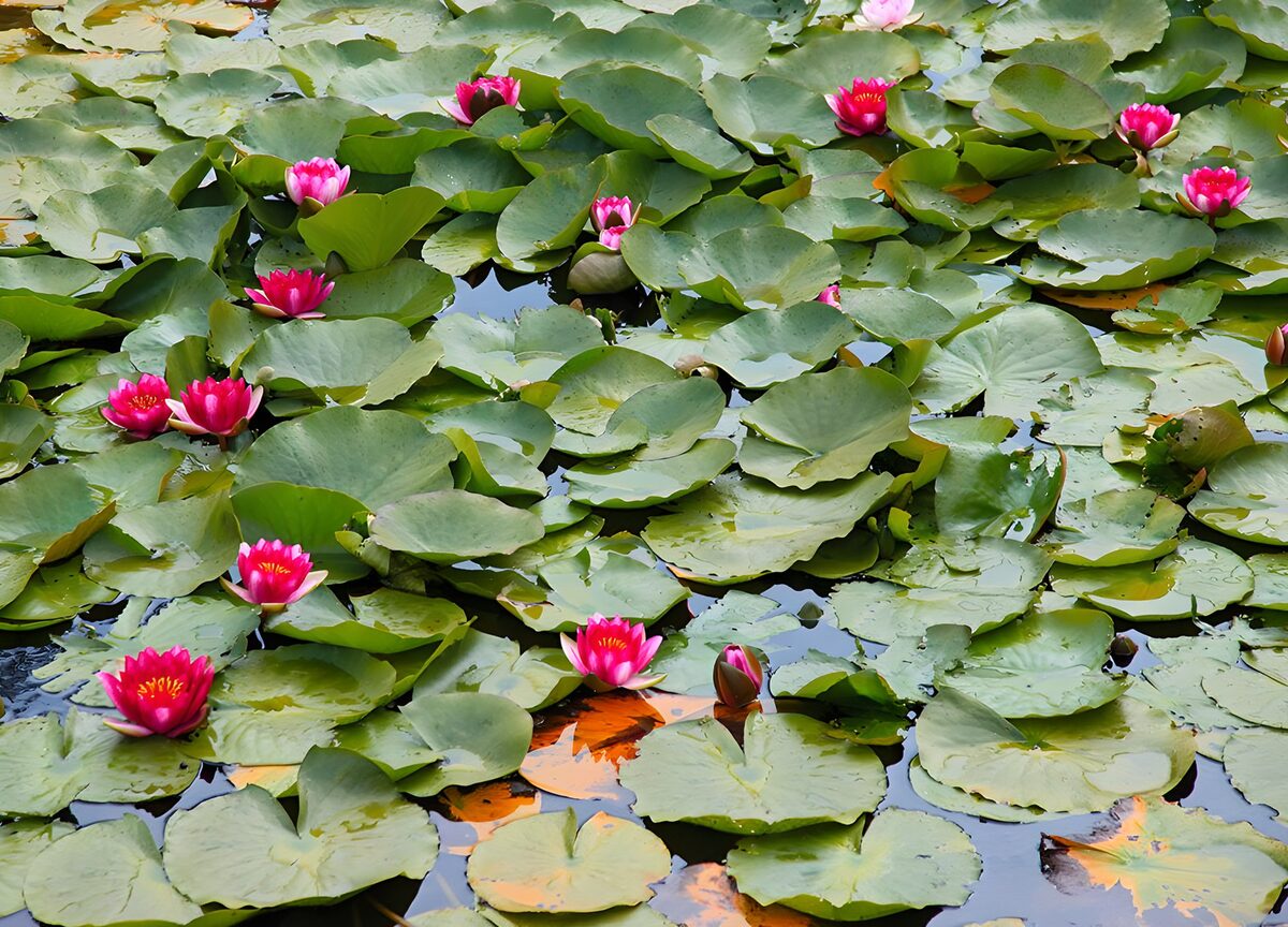 Serenity of Water Lilies in Bloom
