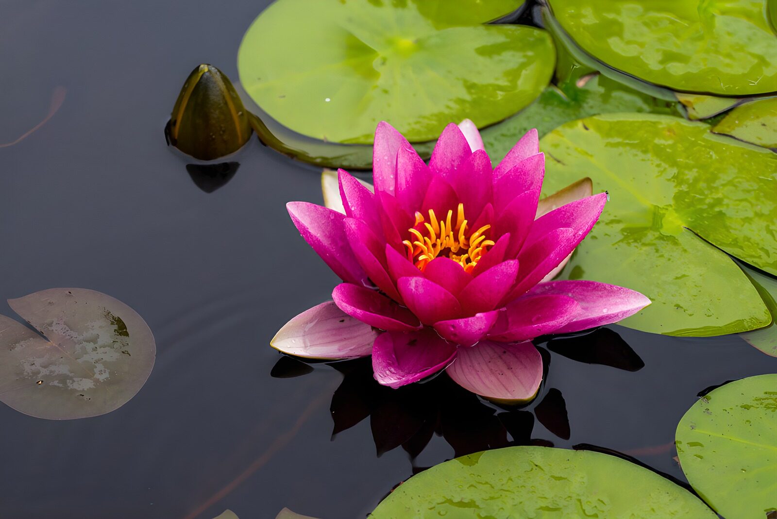 OCUK83724: Vibrant Pink Water Lily in Serenity