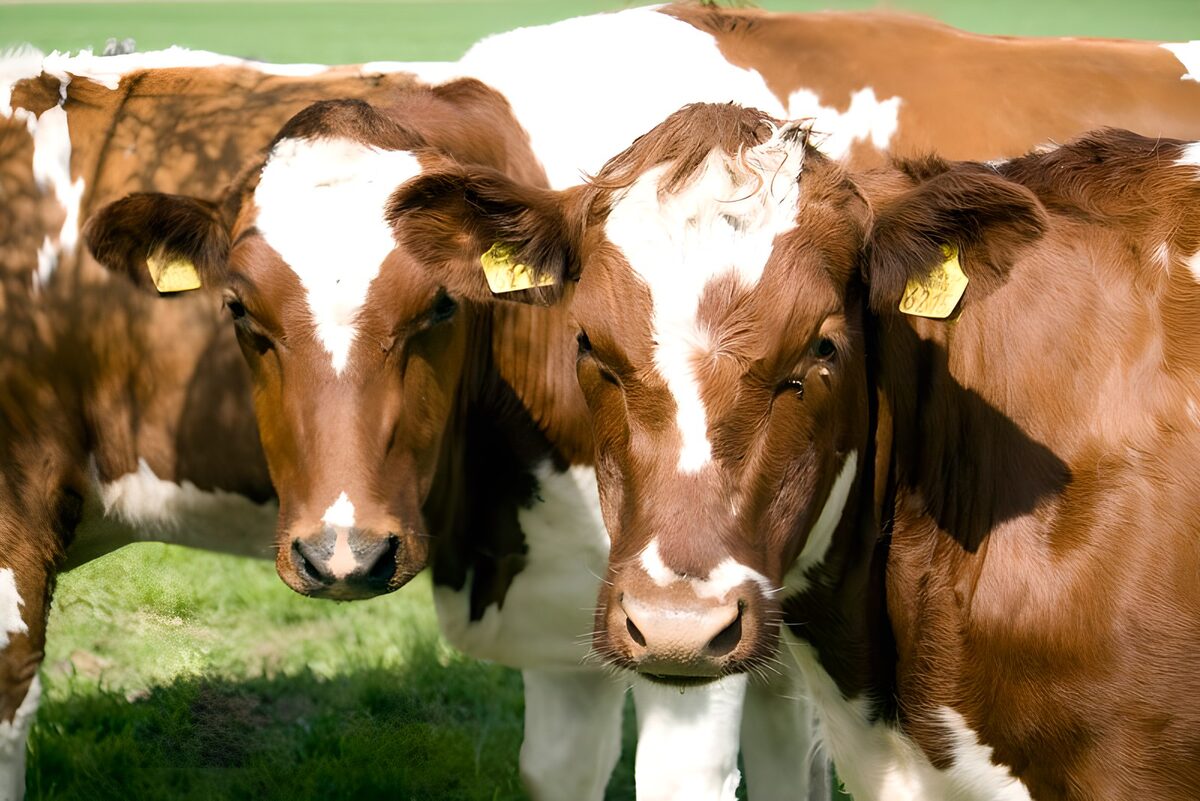 OCUK60348: Cow 13