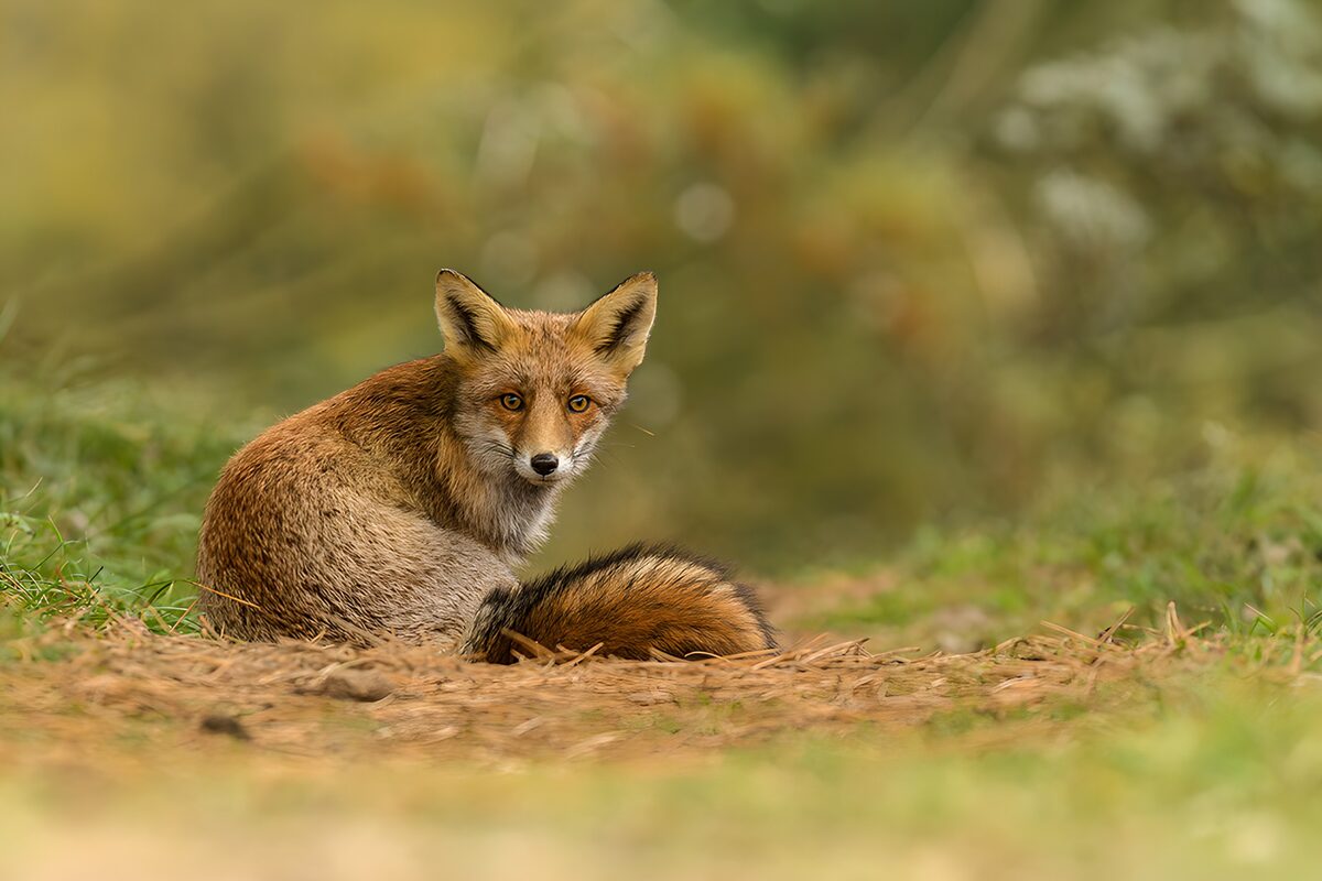 OCUK26092: Curious Red Fox in the Wild