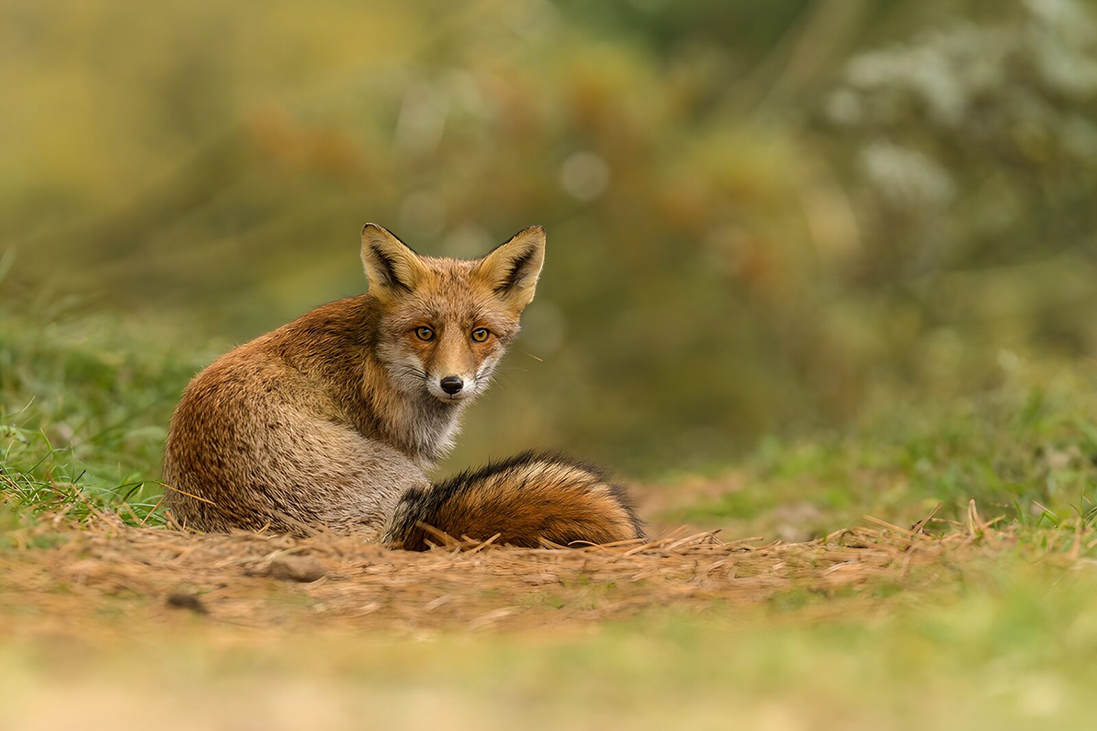 OCUK26092: Curious Red Fox in the Wild