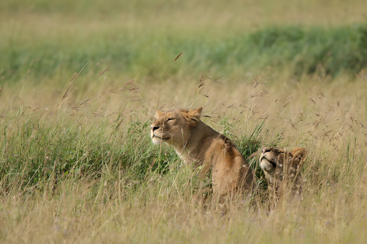 Majestic Lions in Tall Grass