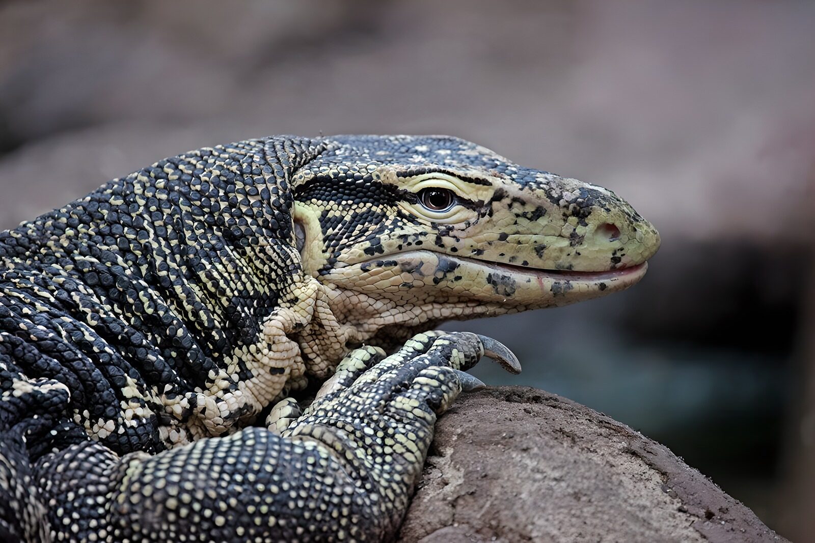 OCUK35155: Majestic Monitor Lizard in Profile
