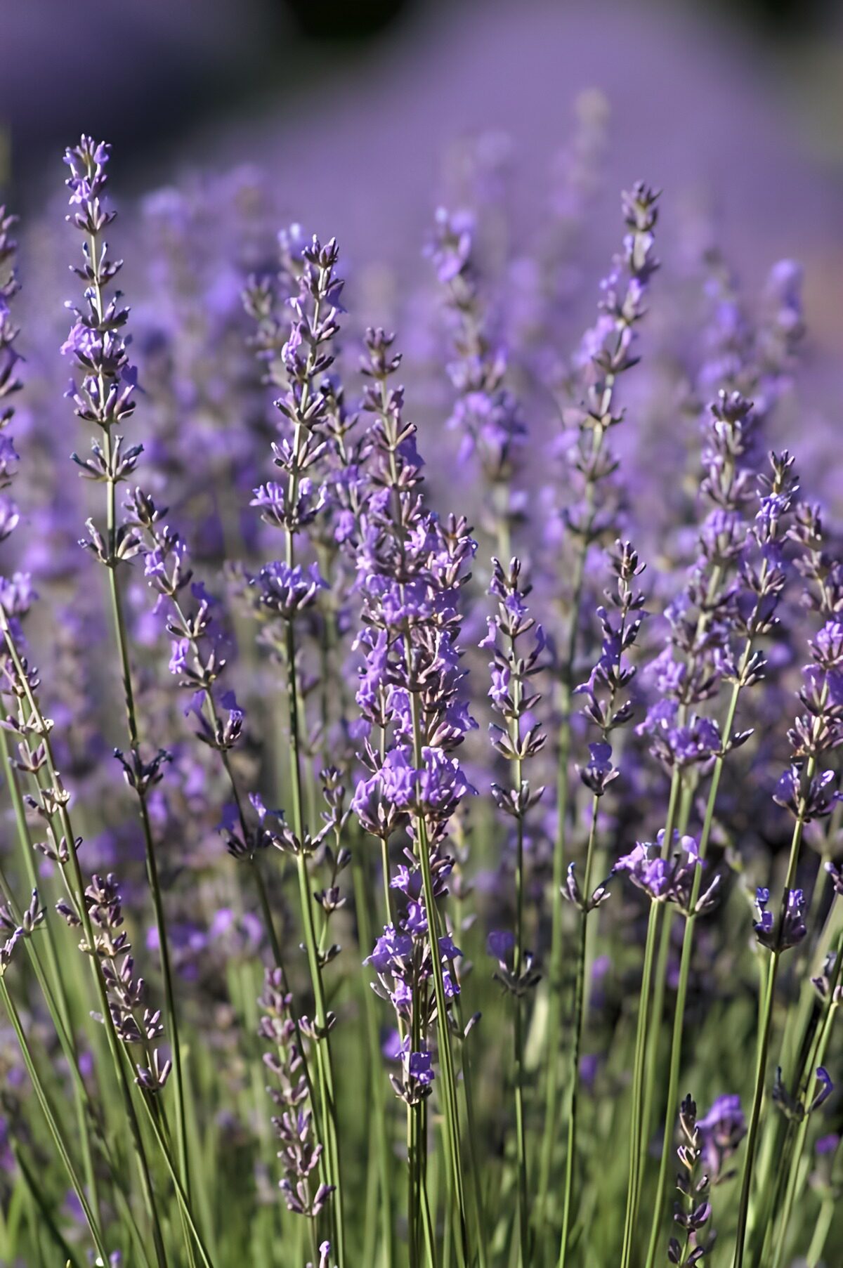 OCUK34897: Serene Lavender Fields in Bloom
