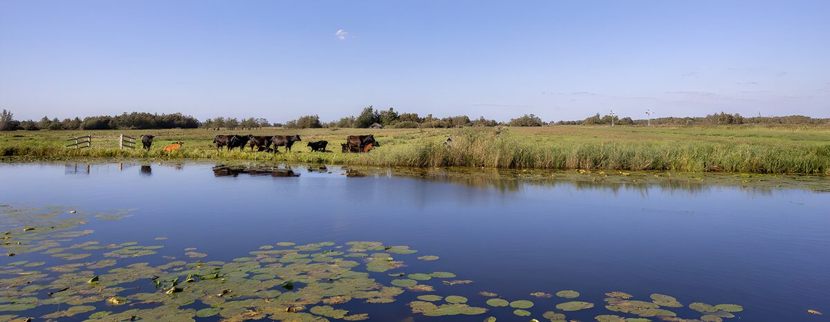 OCUK85840: Tranquil Pastoral Scene by the Water