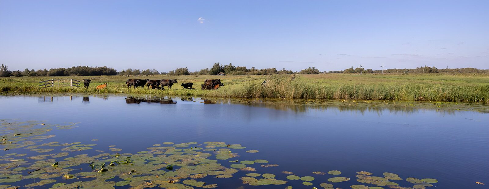 OCUK85840: Tranquil Pastoral Scene by the Water