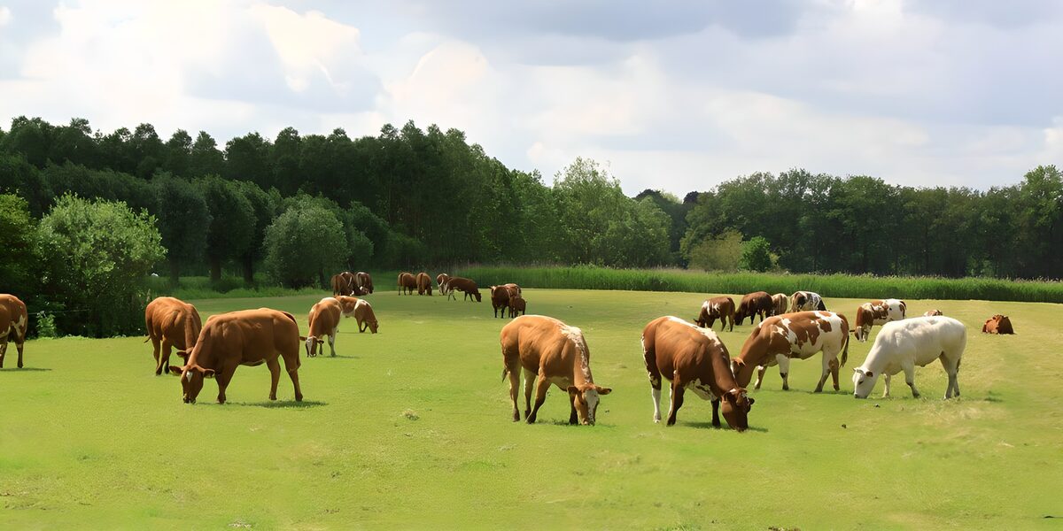 OCUK59461: Grazing cows