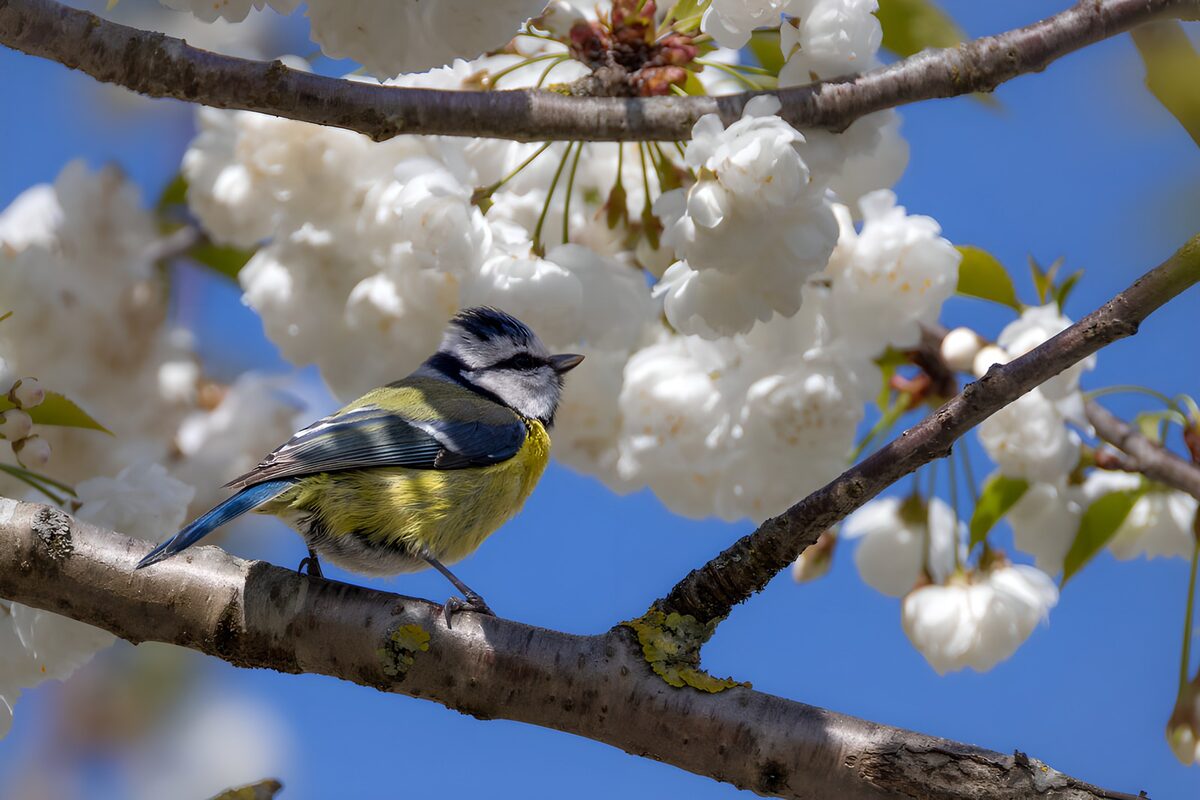 OCUK68237: Blue Tit on Blossom Branch
