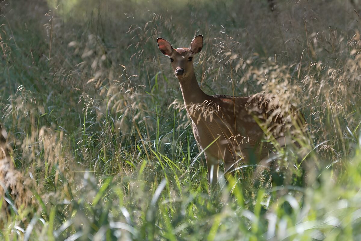 OCUK15455: Graceful Deer in a Sunlit Meadow