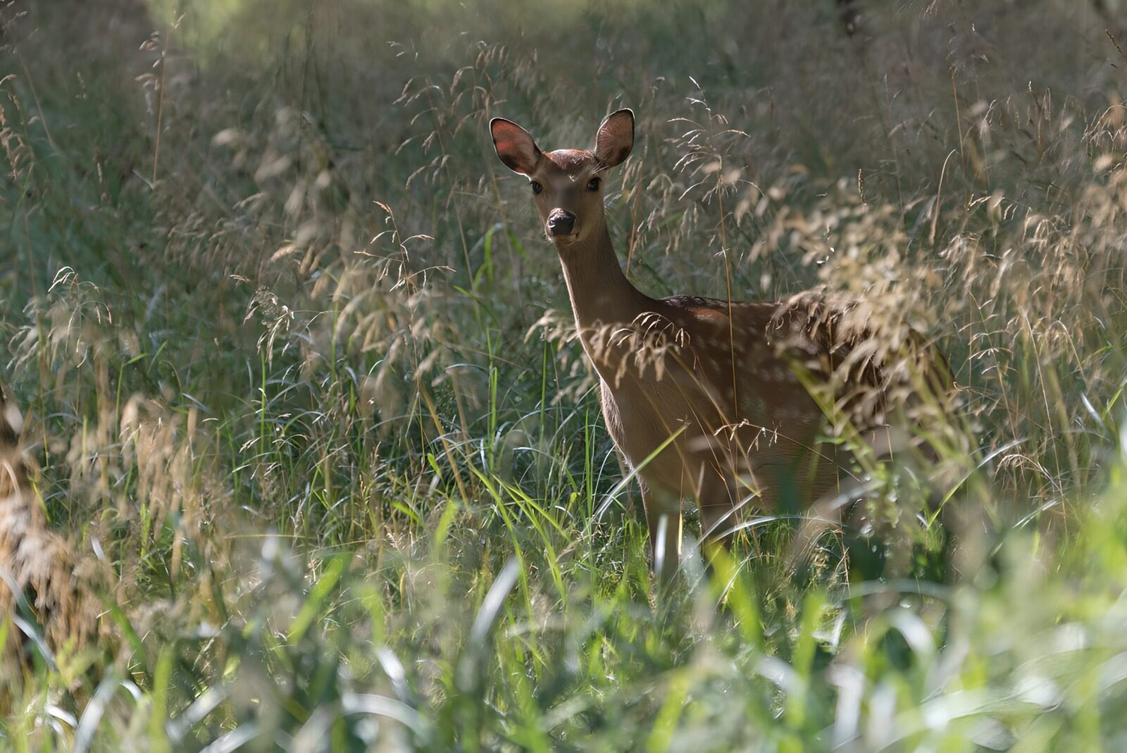 OCUK15455: Graceful Deer in a Sunlit Meadow