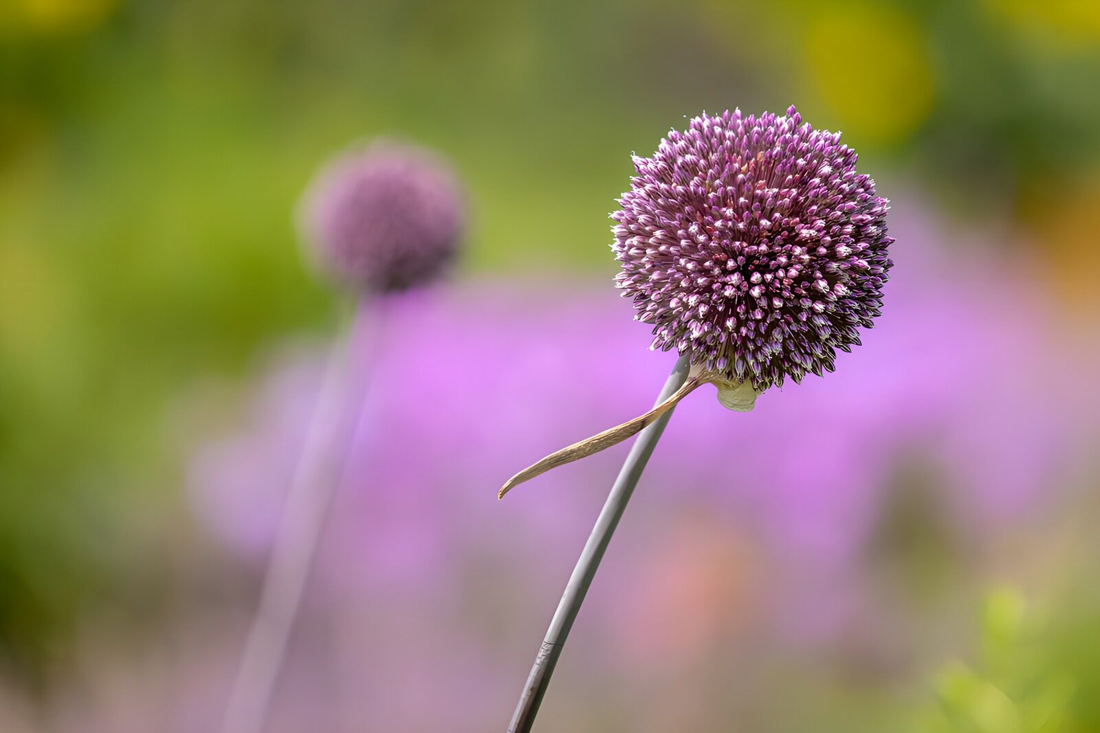 OCUK85313: Purple Allium Blooms in a Garden