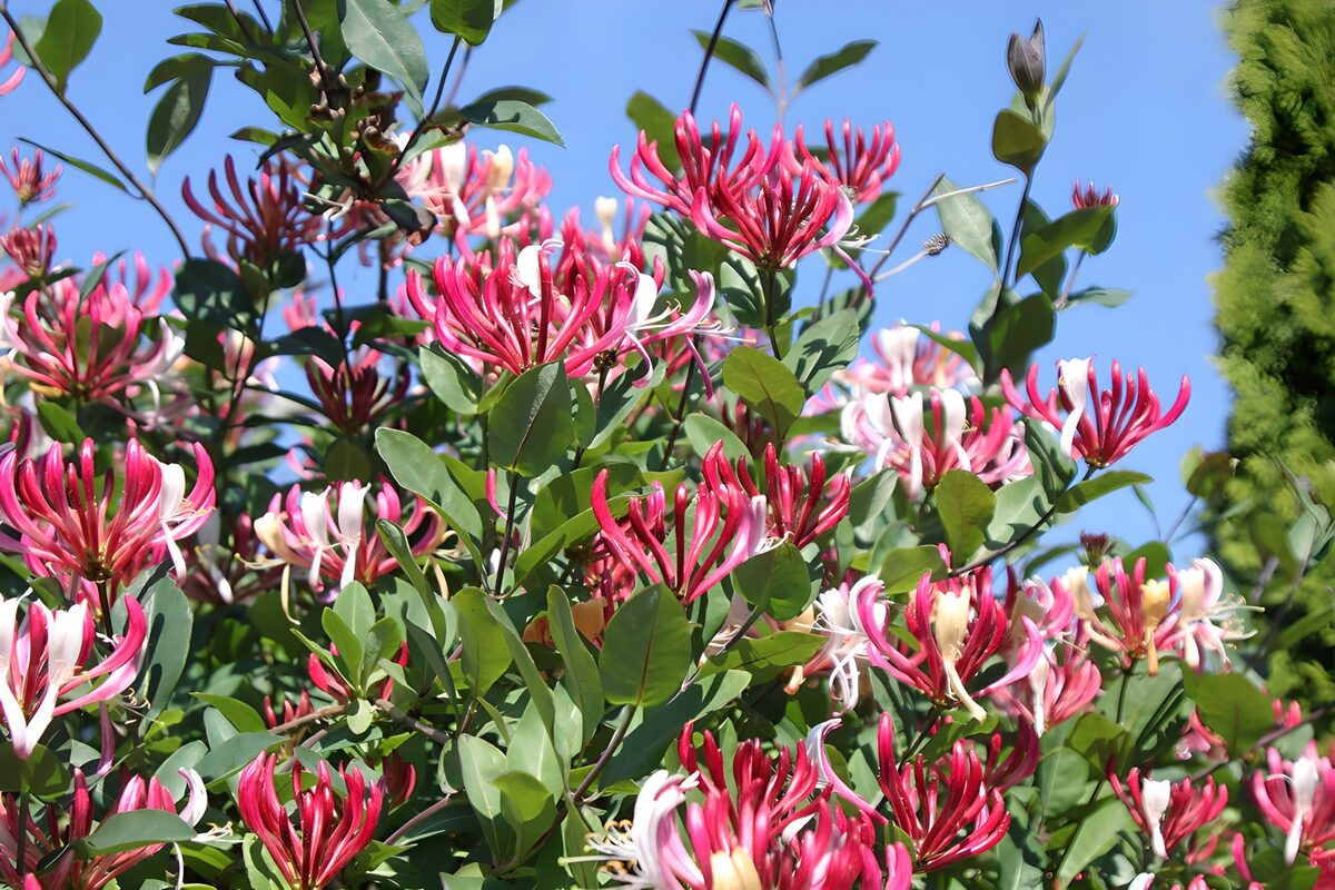 OCUK83325: Honeysuckle 2