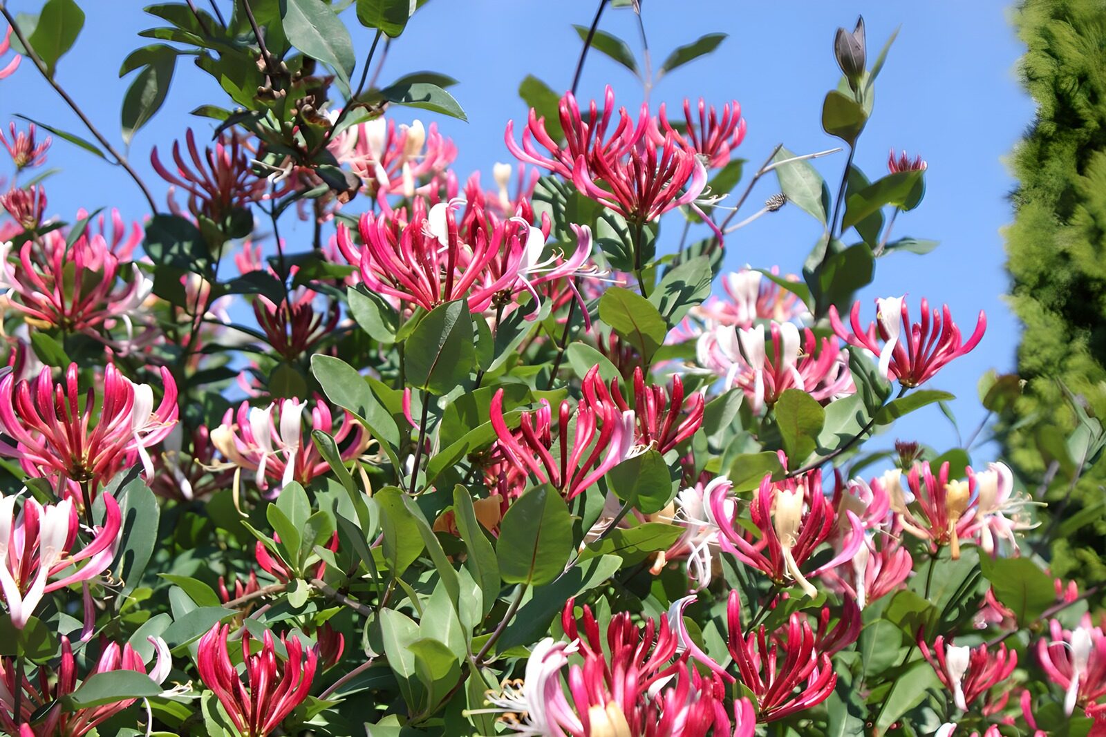 OCUK83325: Honeysuckle 2