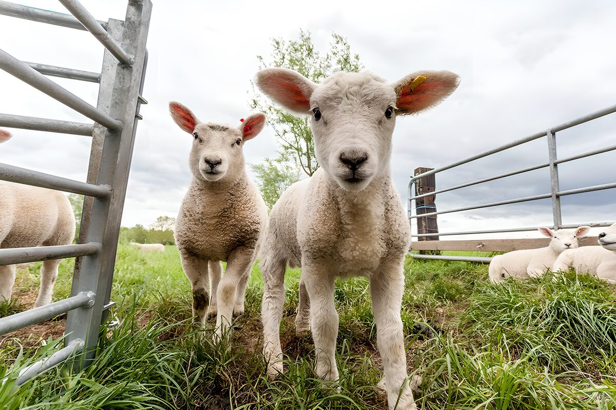 OCUK75402: Playful Lambs in Green Pasture