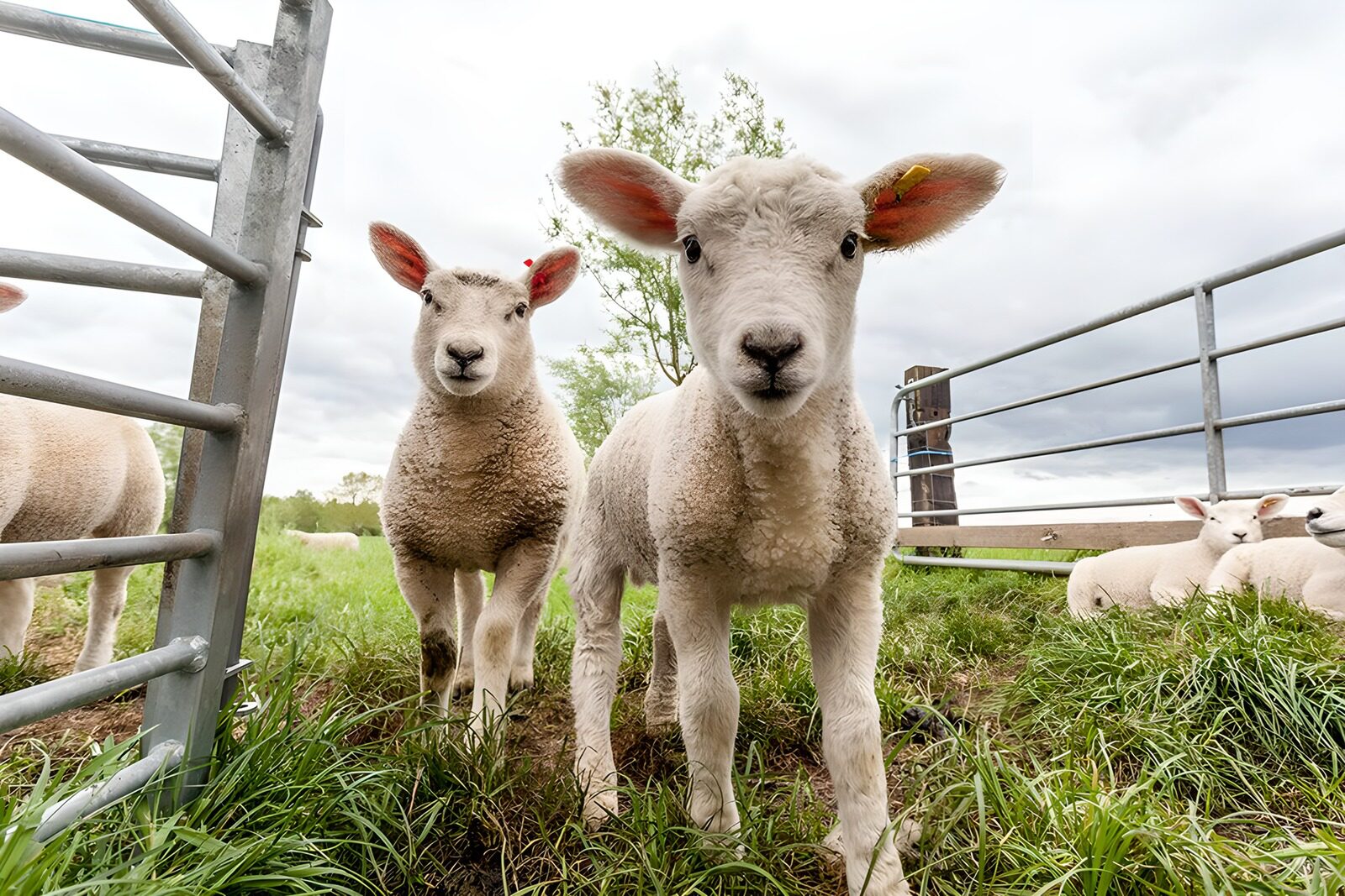 OCUK75402: Playful Lambs in Green Pasture