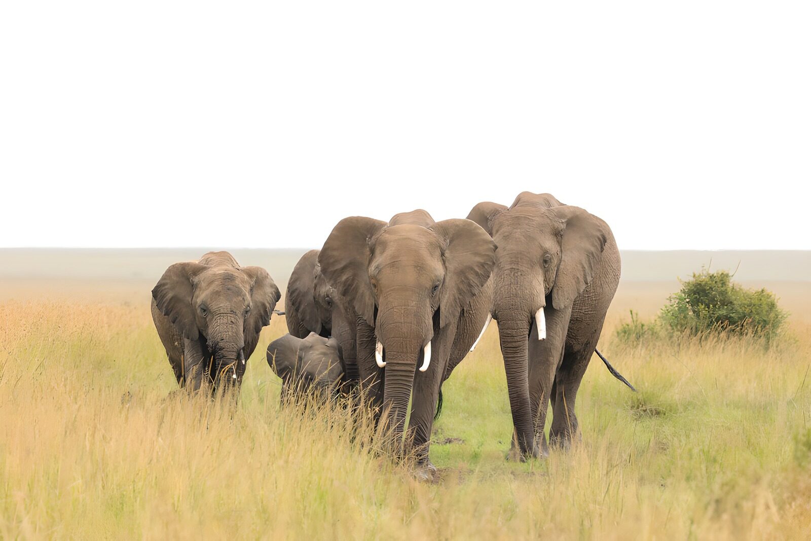 OCUK74042: Majestic Elephants in Tall Grass